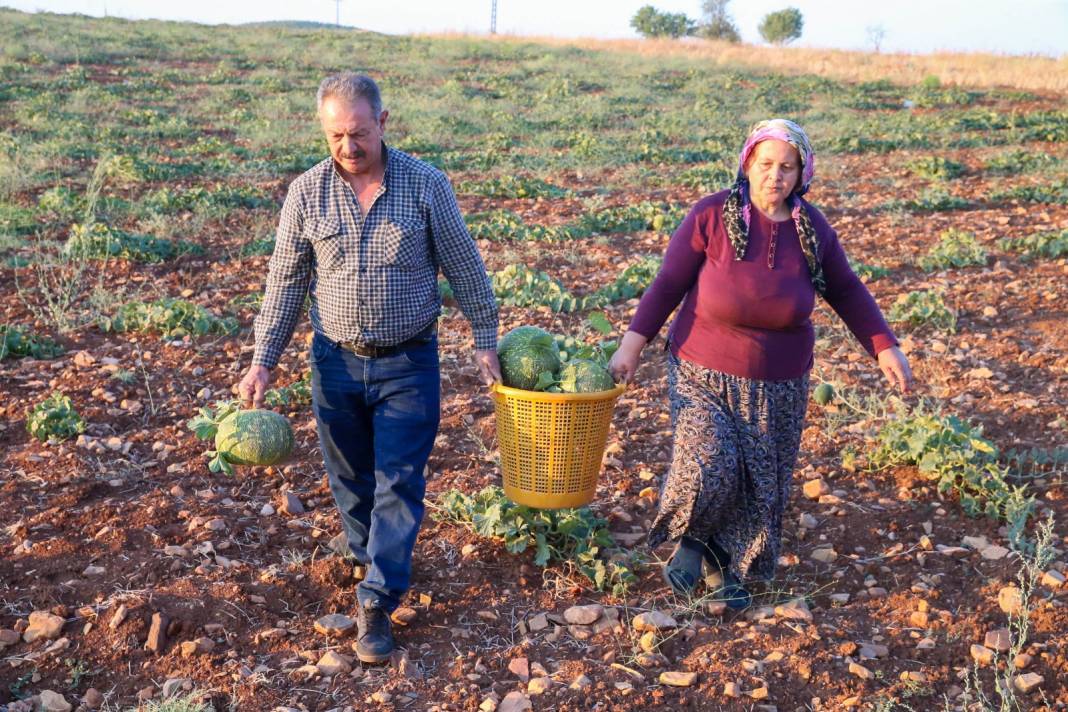 Olgunlaştığı üzerindeki beneklerden anlaşılıyor: Diğerlerinden pahalı! Kilosu pazarda 20-25 liraya satılıyor 3